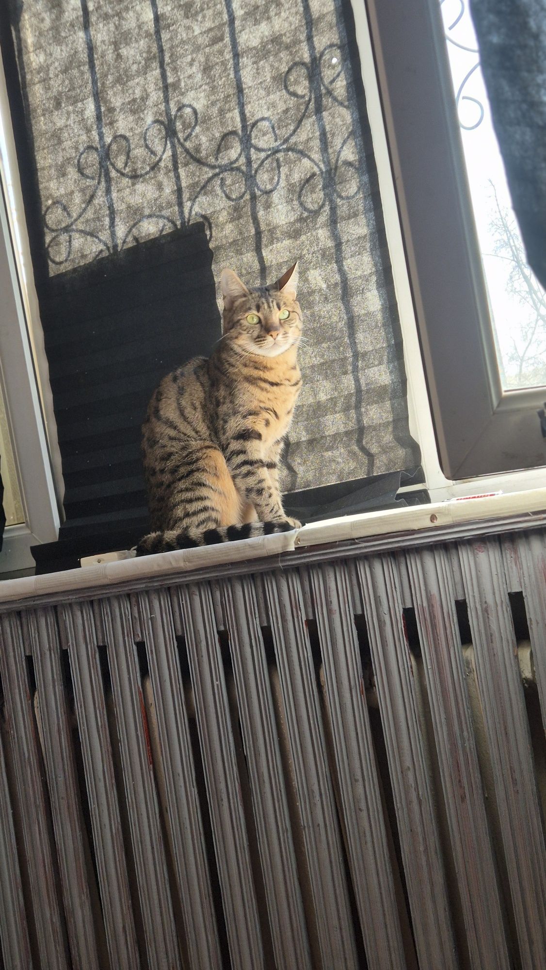 Кошка в хорошие руки