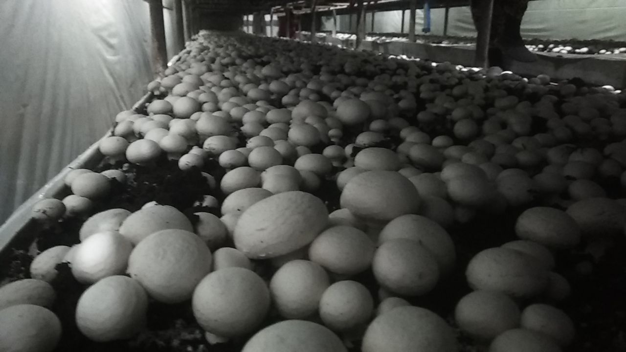 Продам мицелий (семена) грибов шампиньона