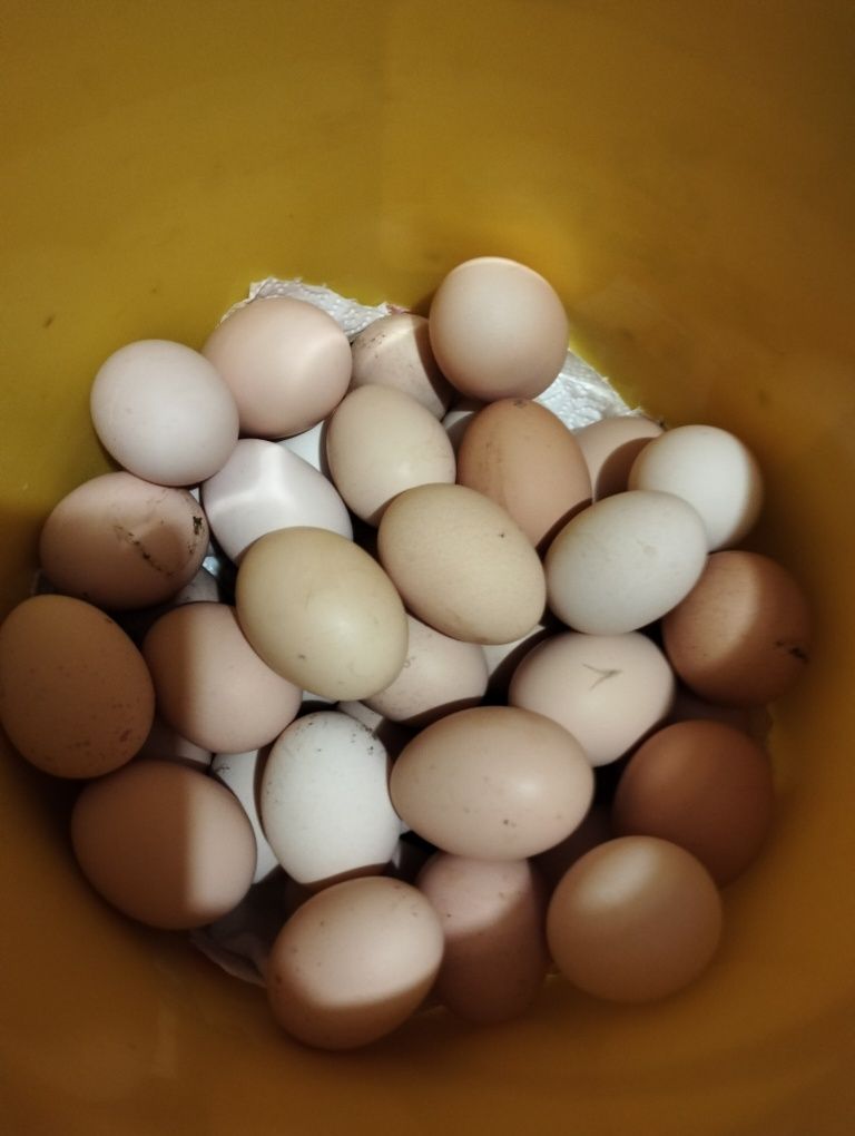 Vând ouă de la găini Braham