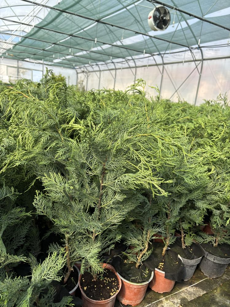 Chiparos Leylandii gard viu
