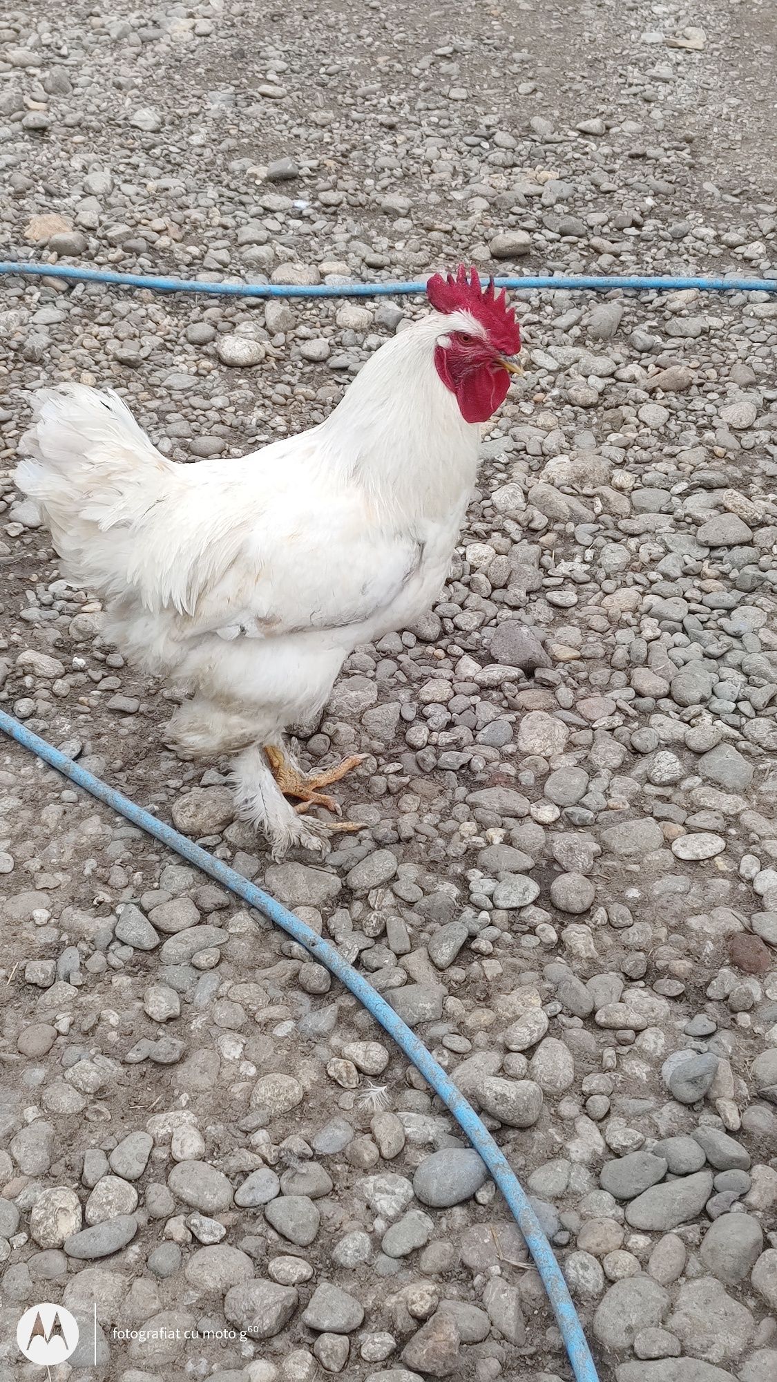 cocoș de anu trecut.il vând deoarece se bat intre ei.