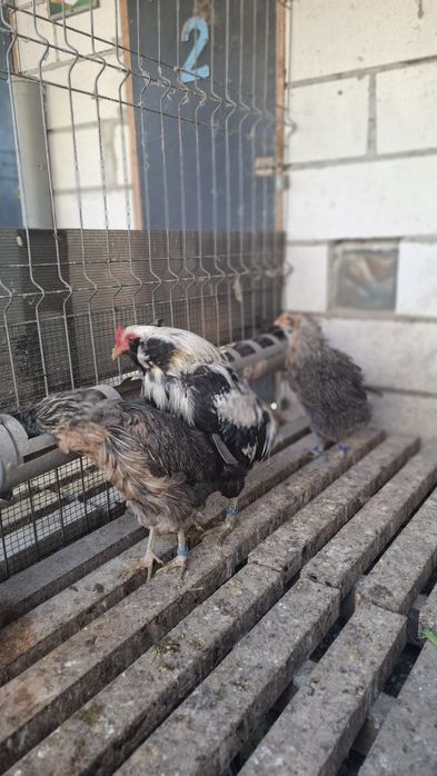 Araucana  argintiu 2×1