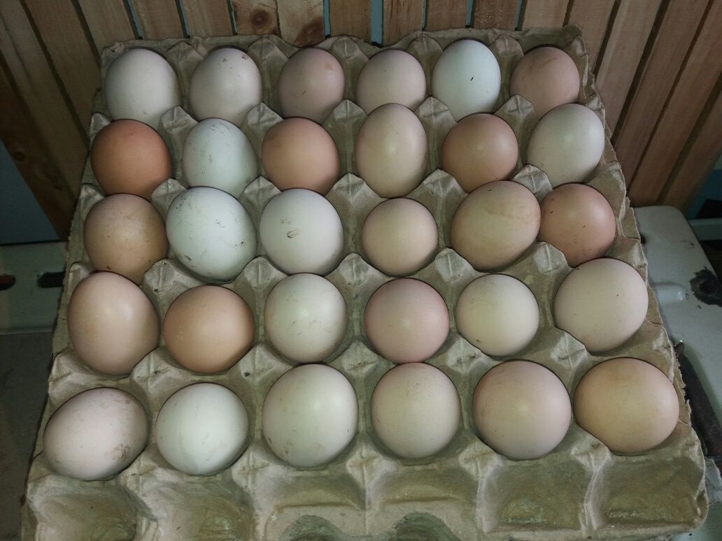 Домашние Куринные яйца