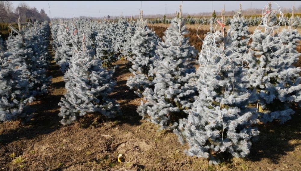 Vand si transport brazi argintii