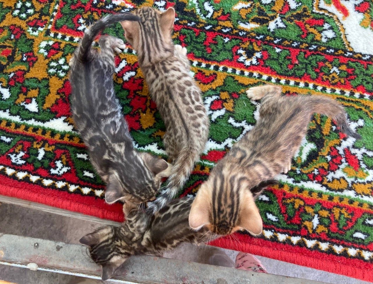 Bengal mushukchalar sotuvda