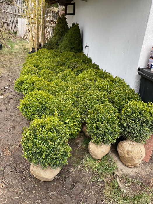 Vând tuia smarald columna braband lelandy spirale pon pon