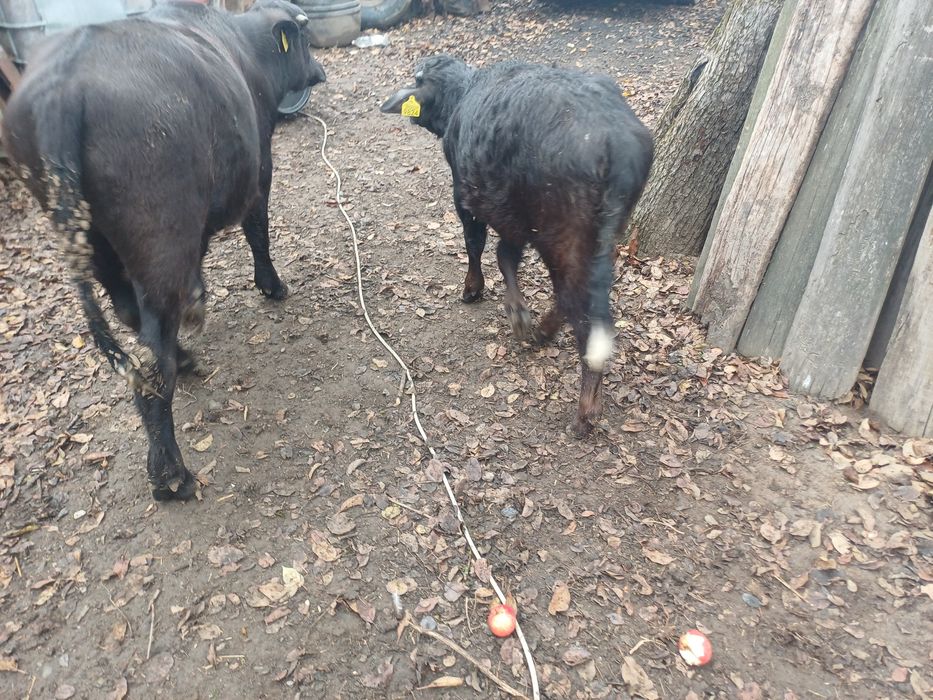 Vitei bivol crescuți natural ( vitel tauras taur vitica )