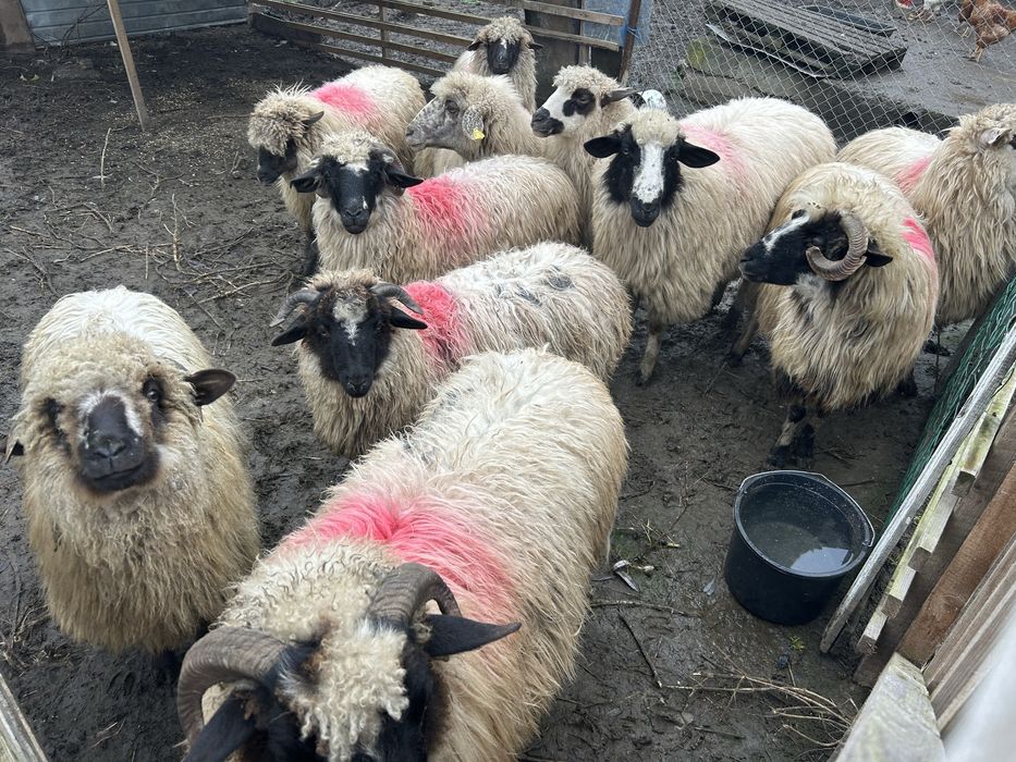 Oi turcane tinere se vand impreuna,ofer transport