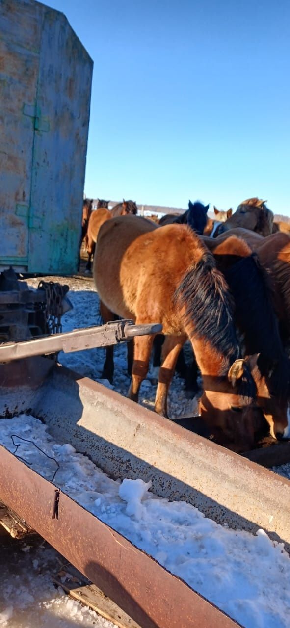 Продам жеребую кобылу