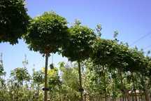 Arbori globulari   artar  salcam catalpa arbori plangatori umbrela