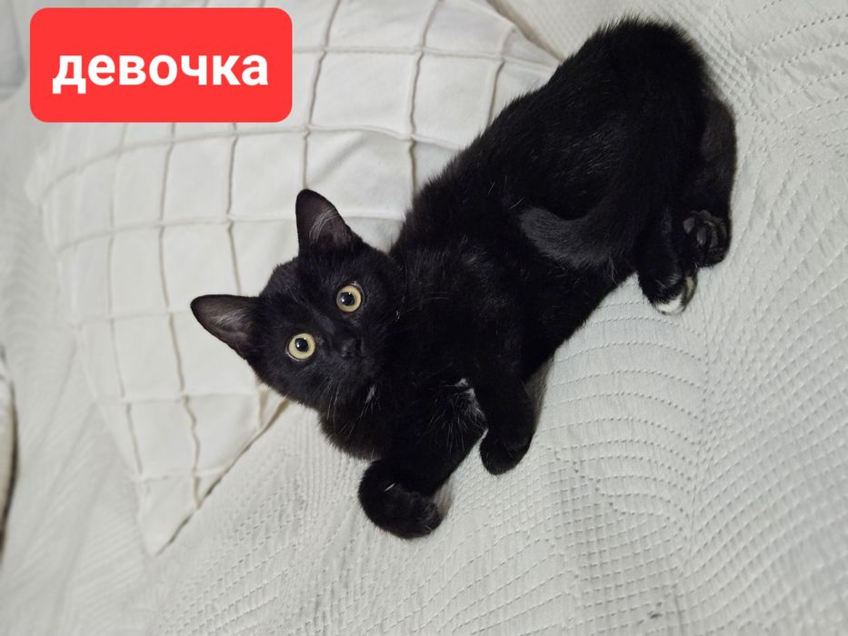 Отдам котят в добрые руки