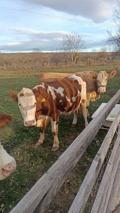 Vindem 3 vaci bălțate