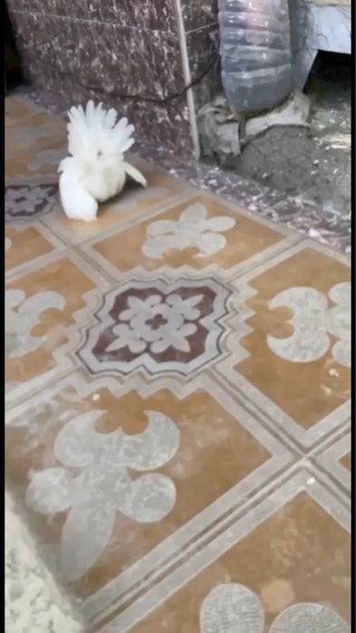 Самурайский Шабо