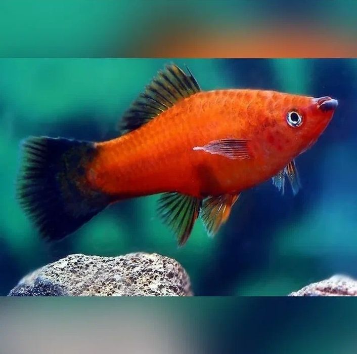 Меченосец берлинский