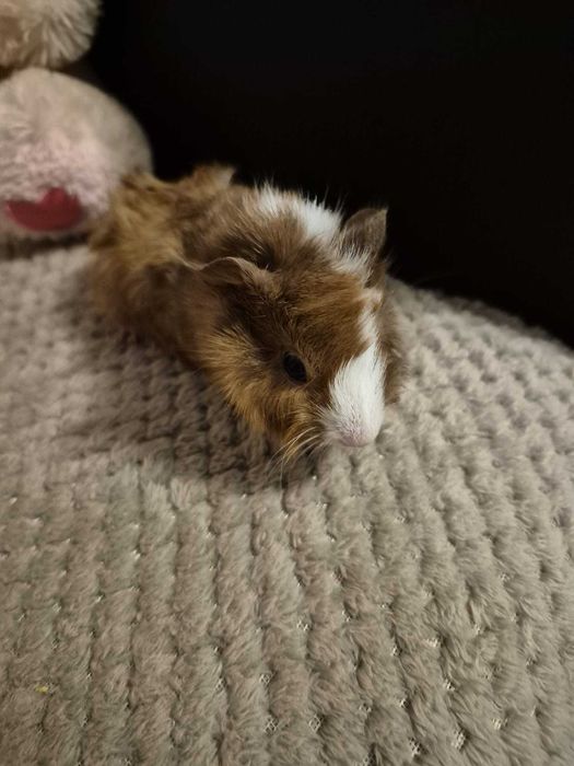 Donez 3 purceluși de guinea