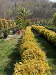 Euonymus japonicus aurea glob