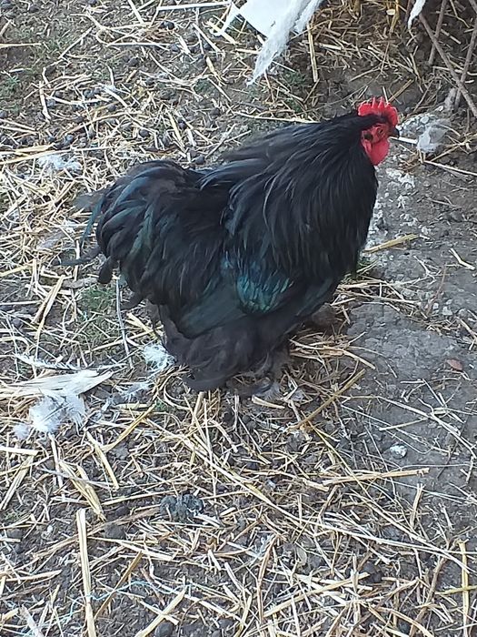 Cocos cochinchina pitic