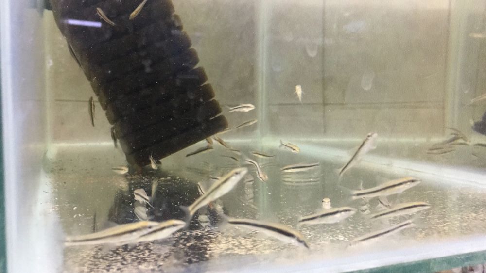 Sae - Crossocheilus oblongus