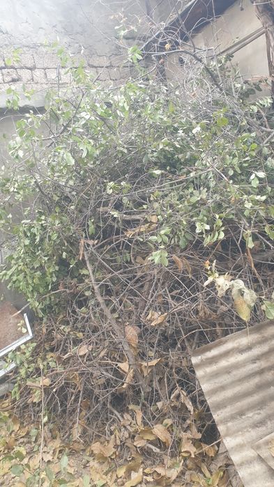 дрова даром отдам