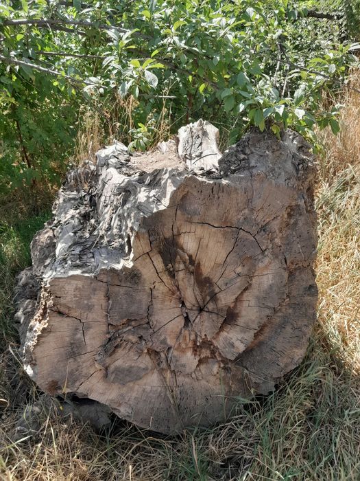 Мева ва ёнгок дарахтларидан утин.