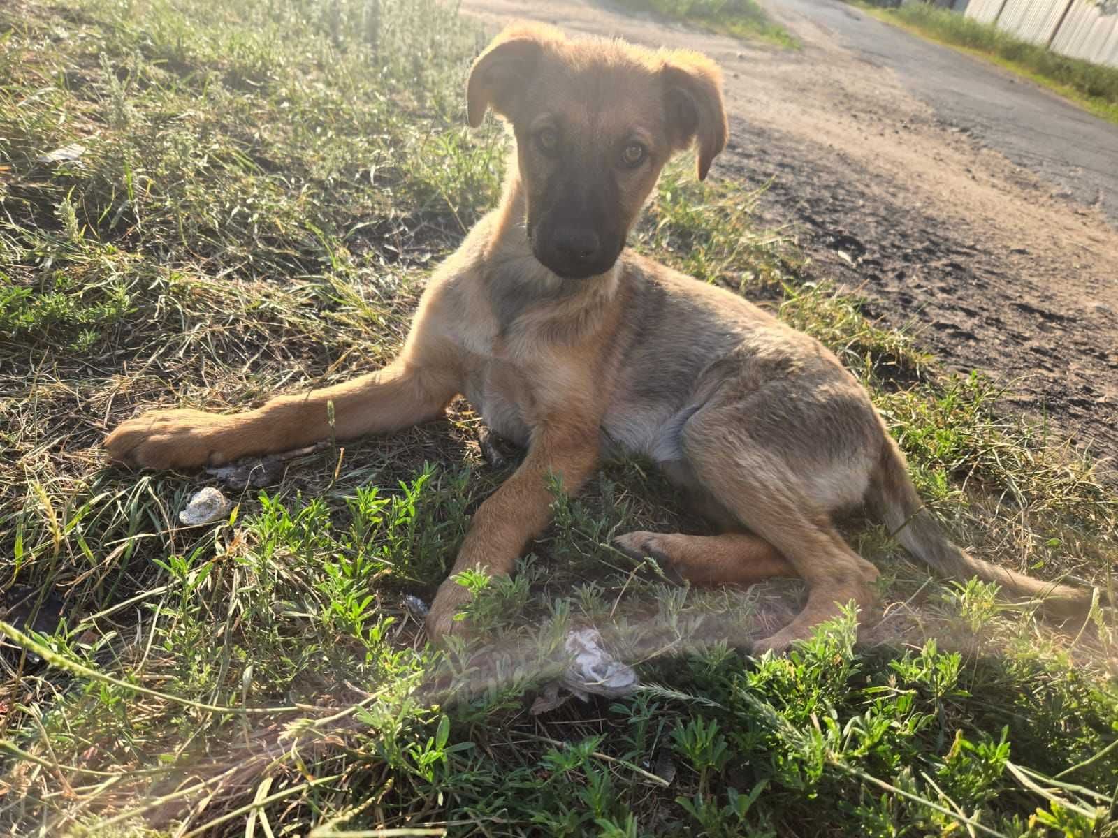 Щенкам нужен дом. Грозит гибель!