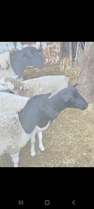 Oi rasa  Dorper , Capre Alpine