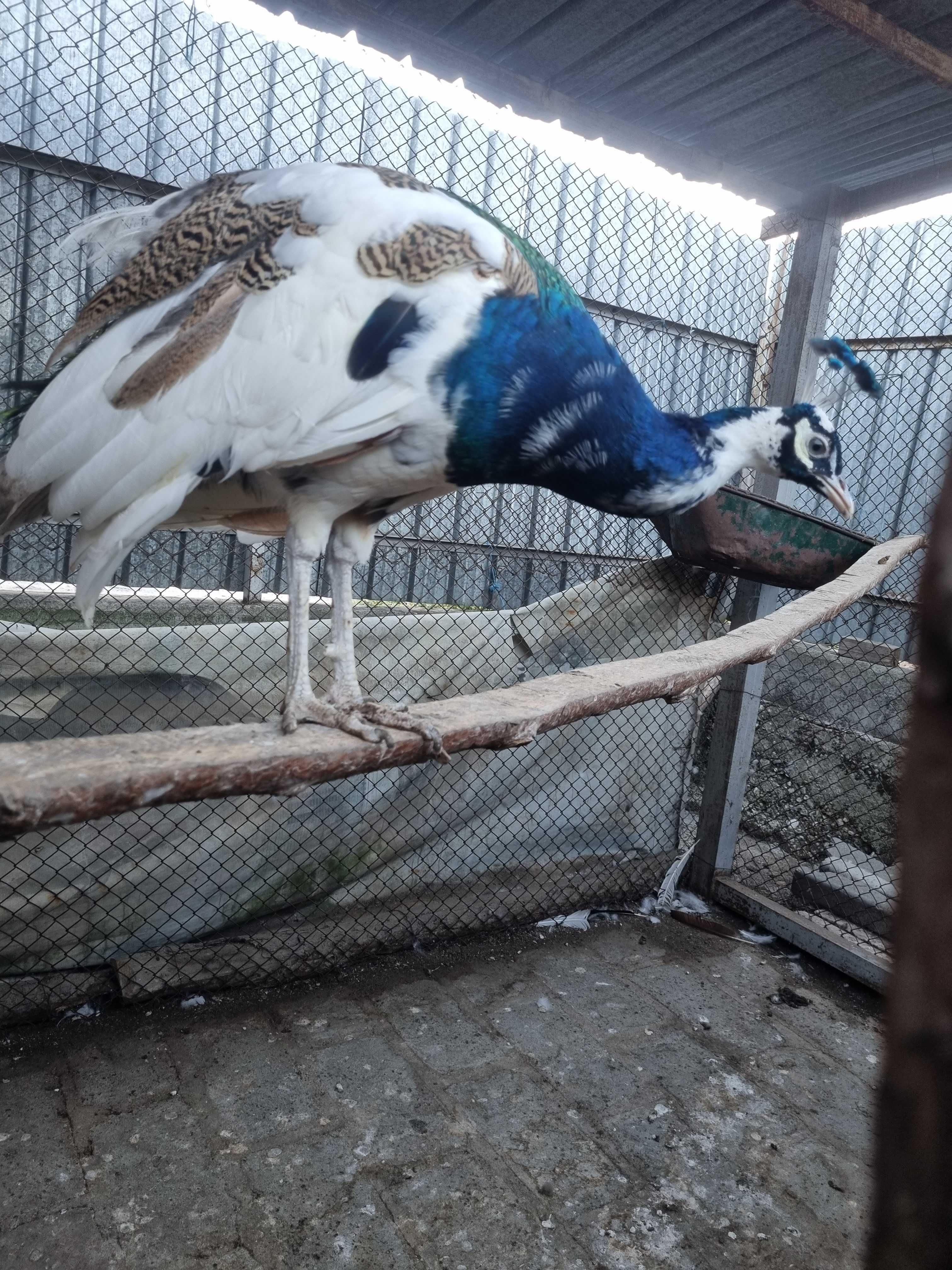 Продавам 2 чифта пауни