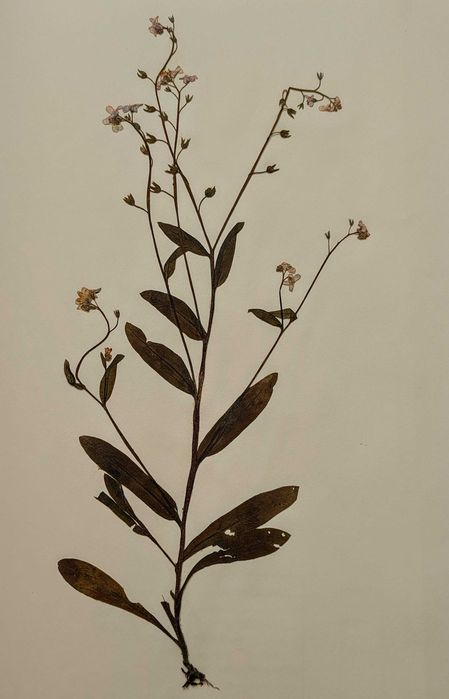 Herbarium Anii` 50 -60