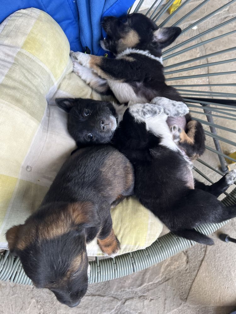 Donez caini mici, spre adoptie, nu sunt de rasă