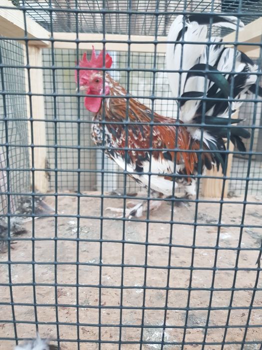 Cocoși pitici japonezi