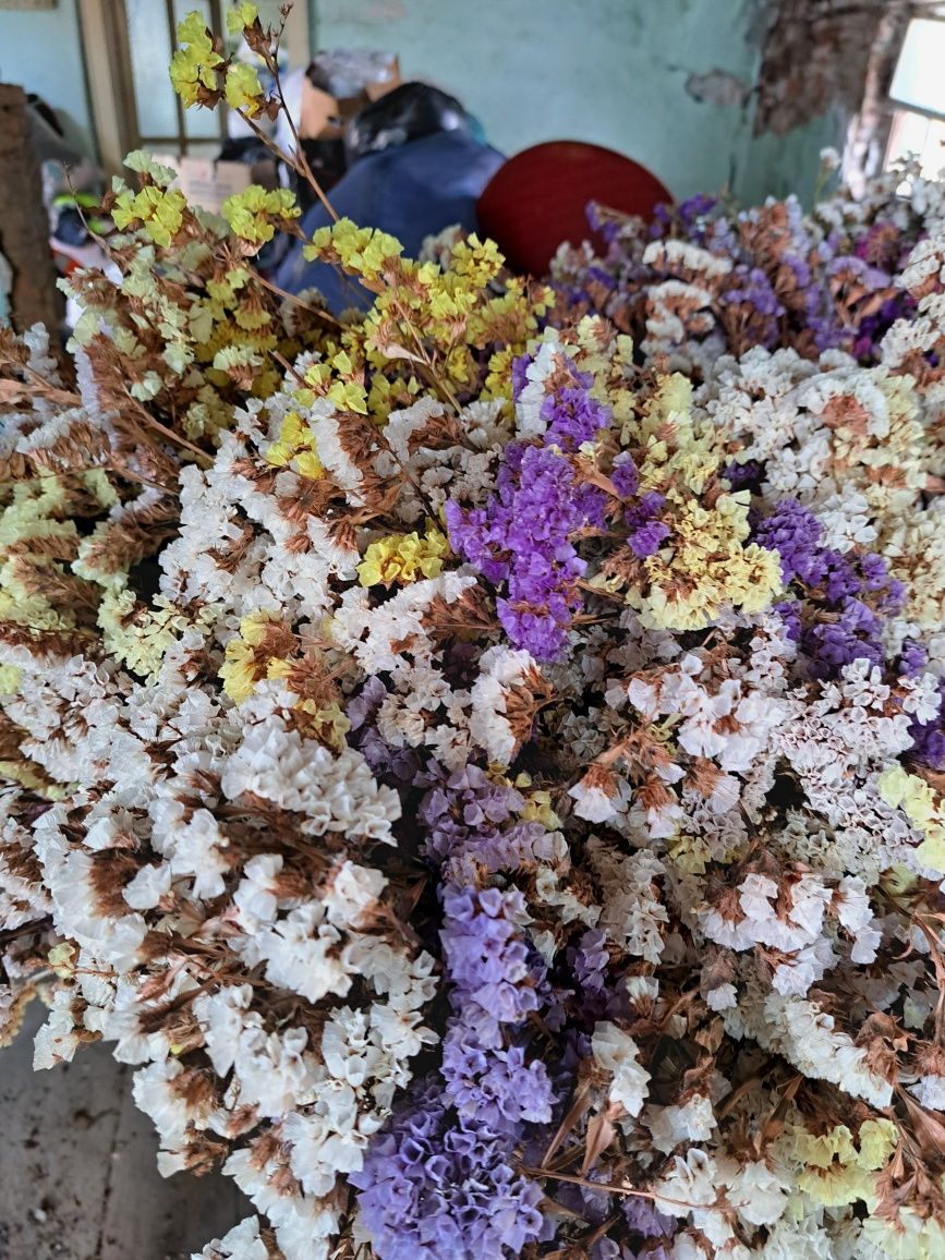 Flori uscate saraturica limonium