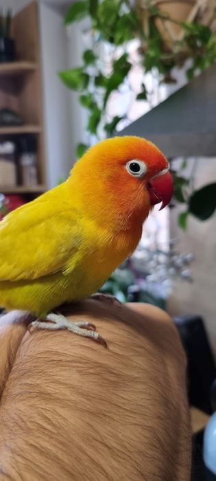 Pereche papagali agapornis