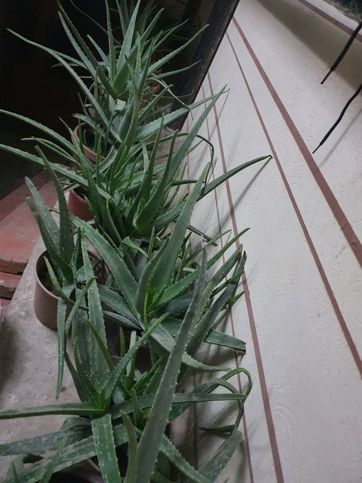 Алоэ оптом алой aloy