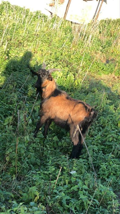 Vând 3 iede și 2 țăpulenii