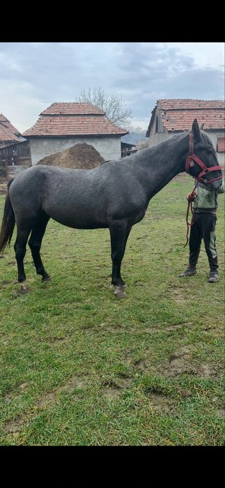 De vanzare manz de 3 ani lipitan 1.70 inl invatat calarie&utilaje