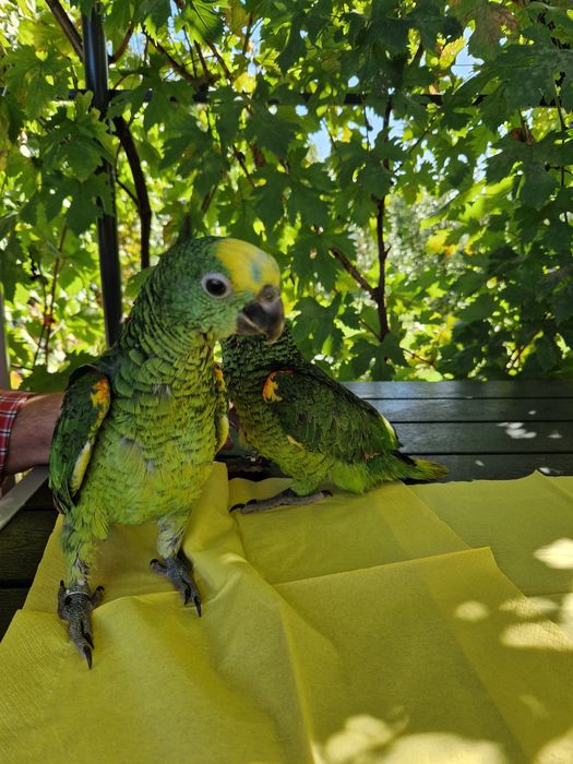 Papagali amazon fruntea albarsta , aestiva