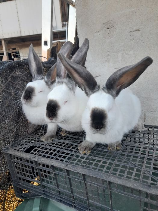 Vând, schimb tineret și maturi, rase pure uriașe și pitice