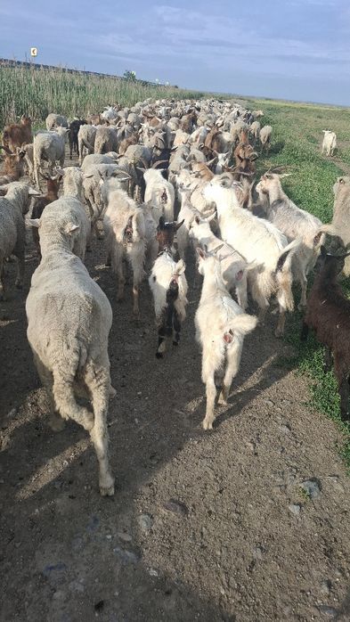 Capre bune de lapte