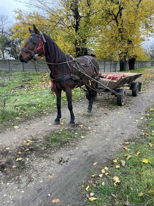 Vând cal foarte cuminte