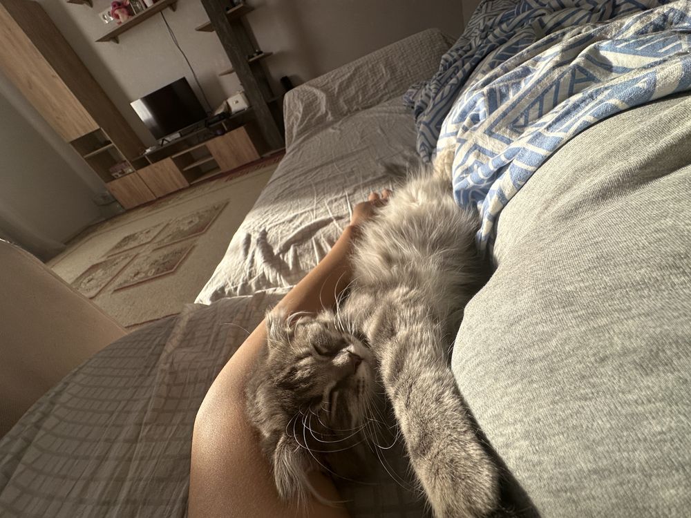 Кот вислоухий шотландский