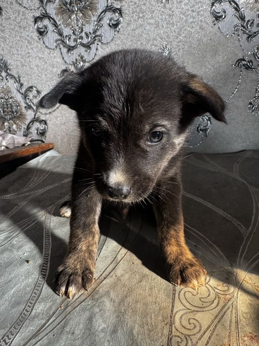 Продаеться 7 щинят хаски, неоторые с окрсом матери,