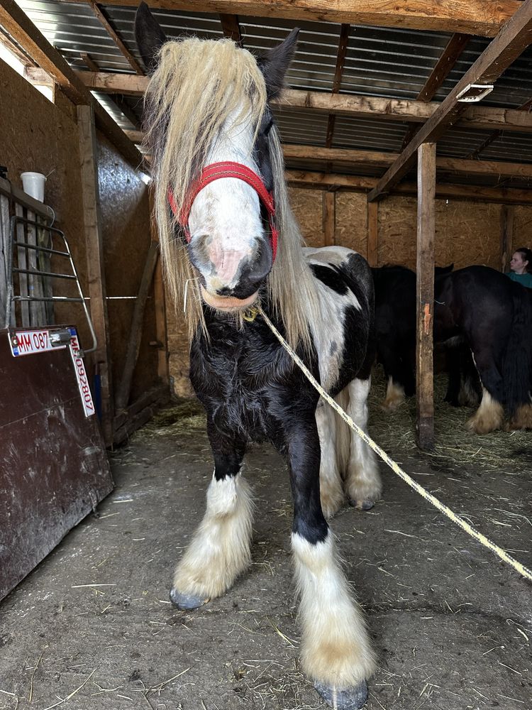 Armasar gypsy vanner