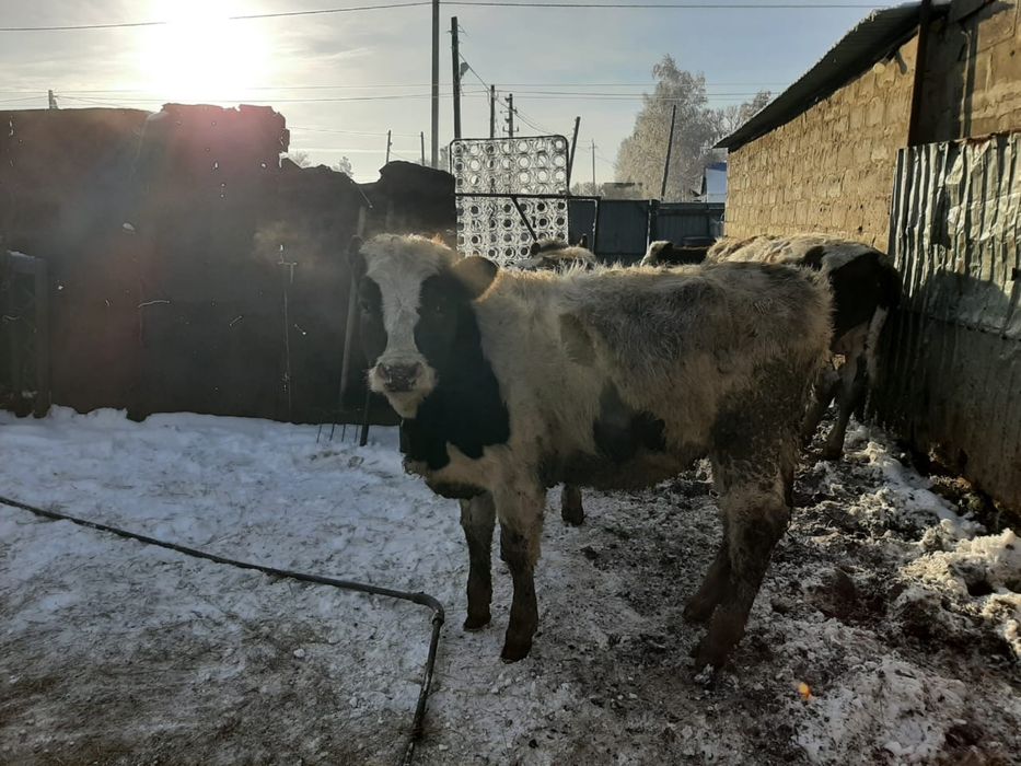 Продам тёлку 8 месяцев .