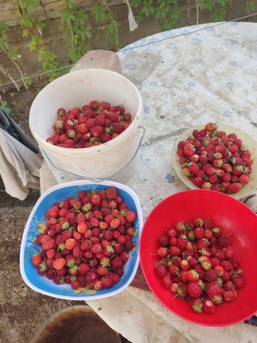 Дача с богатым садом