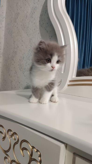 Продаётся котёнок скотиш страйт девочка