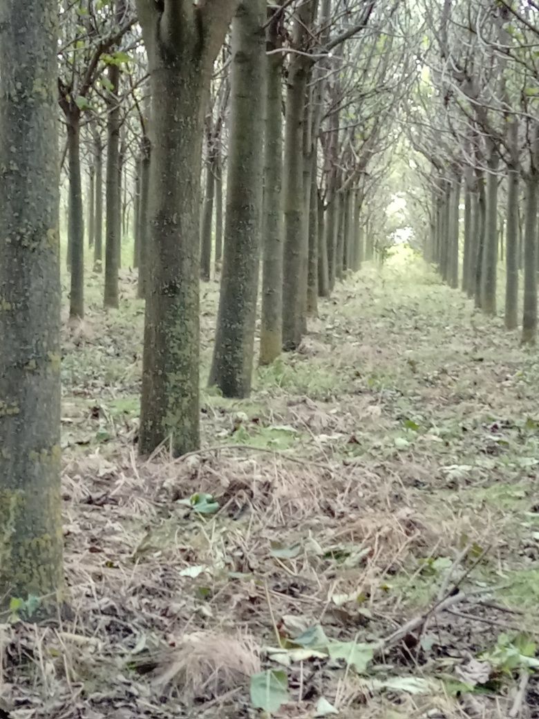 Vand plantatie paulownia