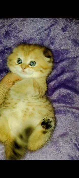 Роскошные котята золотые Скоттиш фолд
