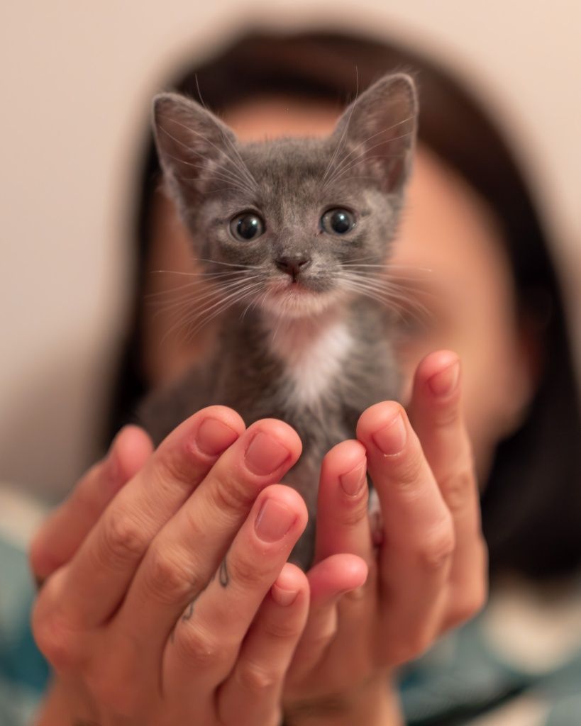 Adoptă iubire cu mustăcioare – 4 pisoiaşi blânzi așteaptă acasă