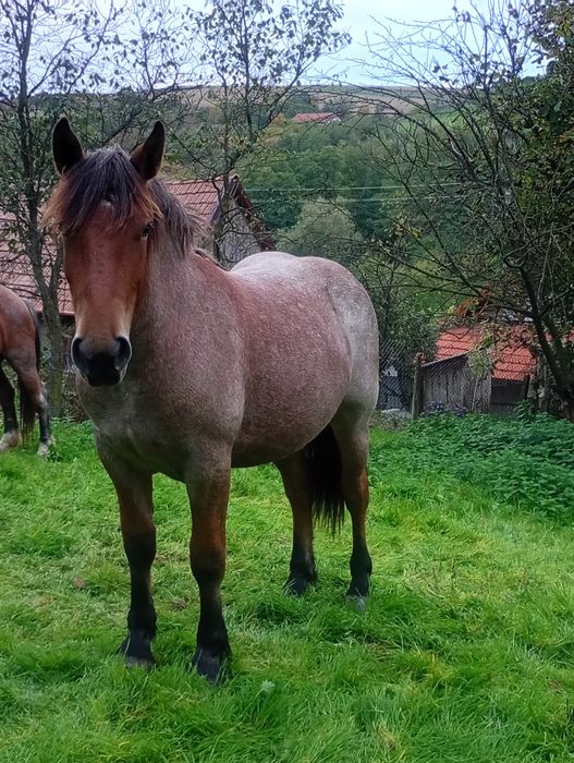 Vand manzà , in primavara face 2 ani