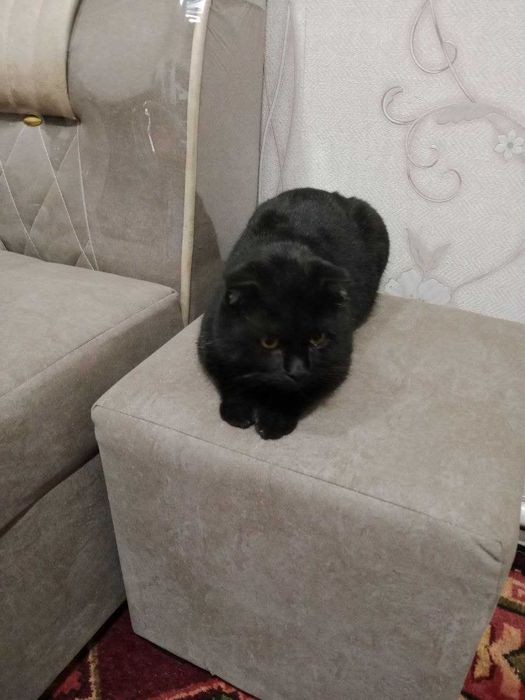 Сотилади Мушуклар Тигуш ва Малыш Британская короткошёрстная